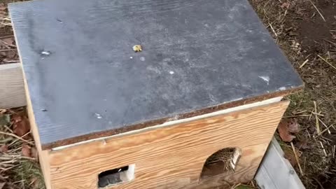 God morgon kaninbebisar #kaninbebisar