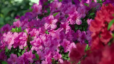 How to Encourage Azaleas to Bloom