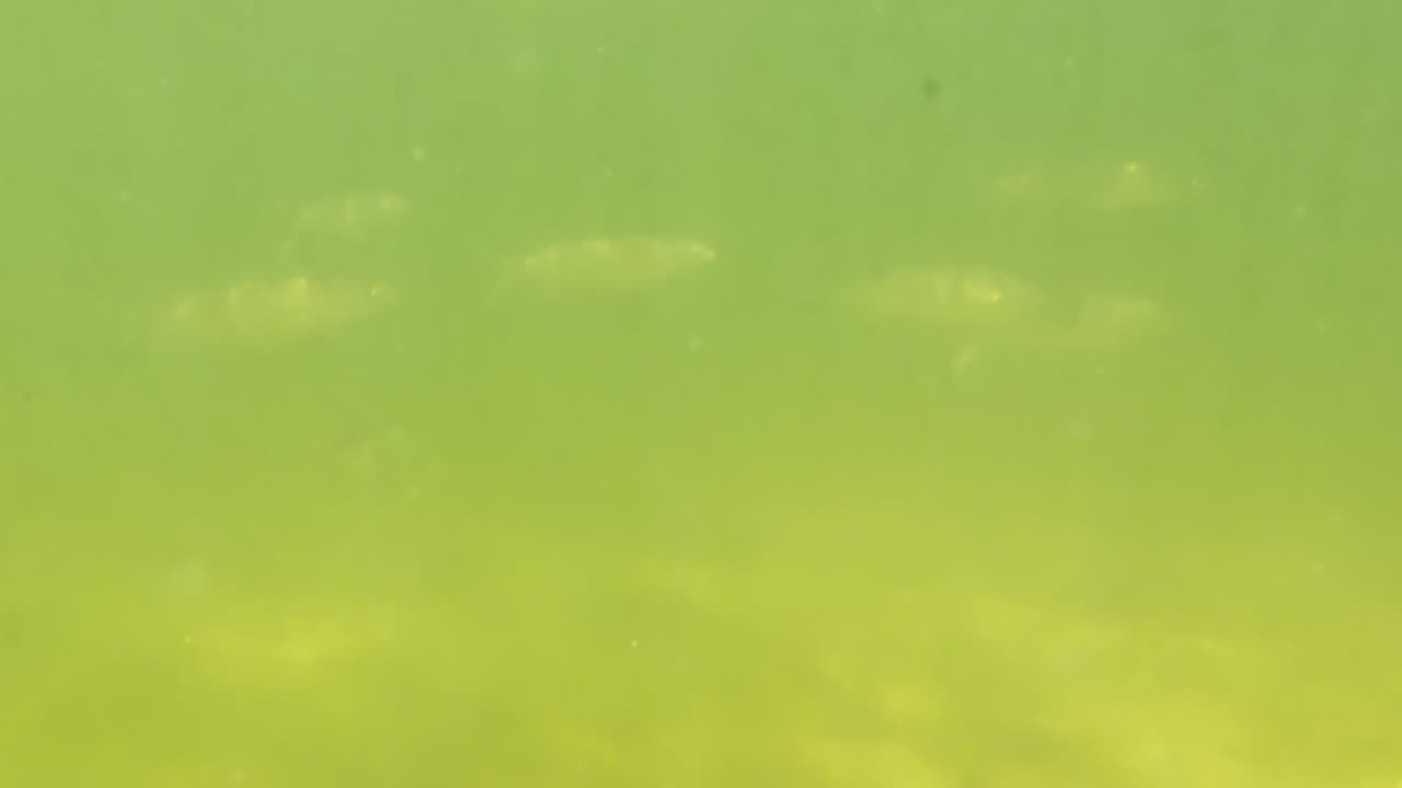 Kayak on The South Side, PT - Margem Sul, S02E08 LAGOA de ALBUFEIRA 29th of July 2K25 Part 4.2