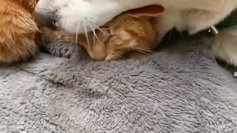 Cat or Dog? 😂 Funniest Pet Videos