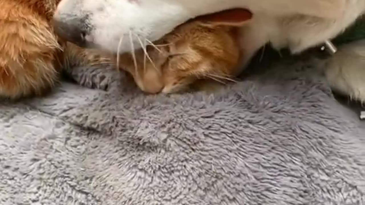 Cat or Dog? 😂 Funniest Pet Videos