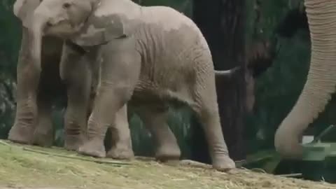 Elephant family