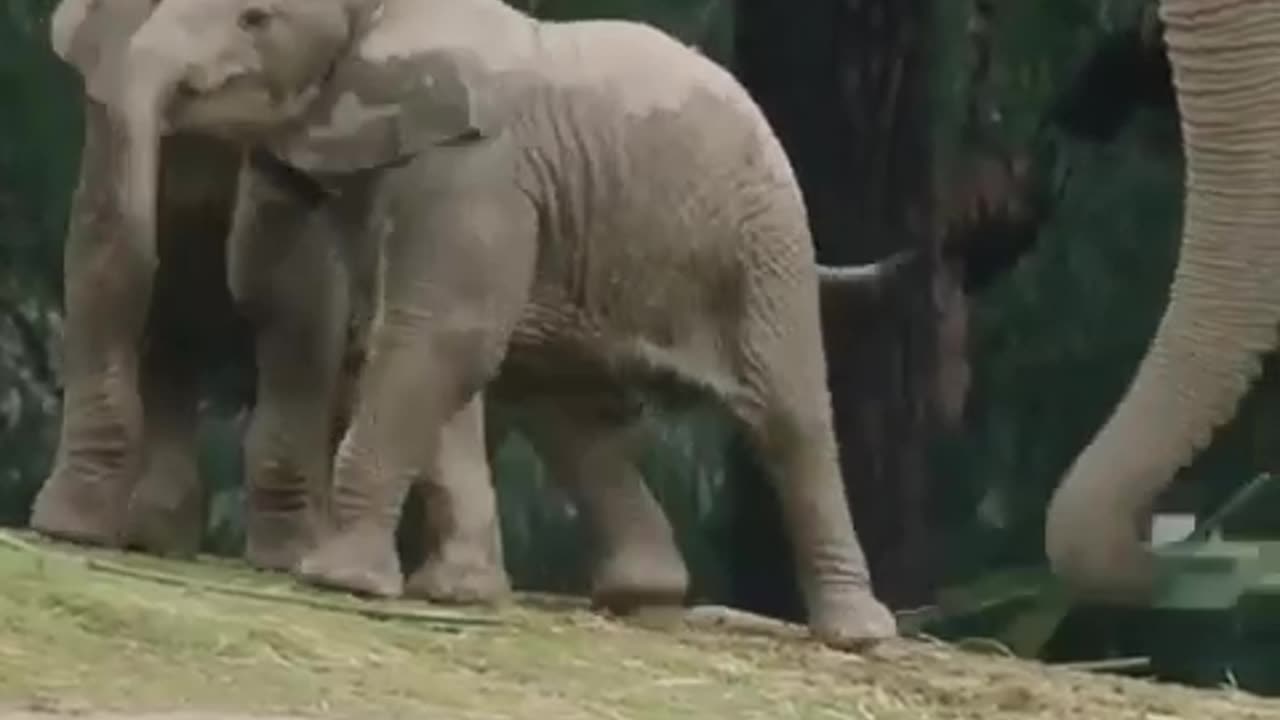 Elephant family