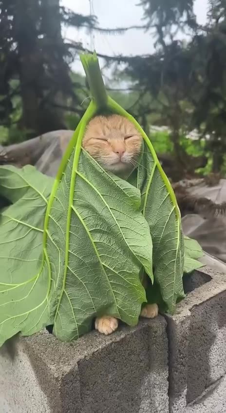 Ecuador Jedi cat 🤣