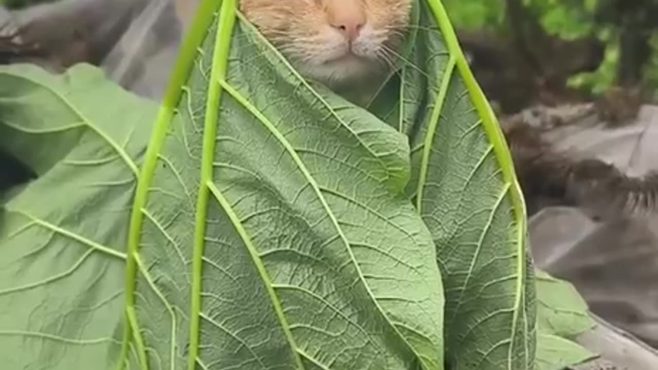 Ecuador Jedi cat 🤣