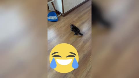 This Cat Throws a Tantrum😂🤣😎, Gets All Cute… and THEN WRECKS a Laptop! 😱🐱💻🤣
