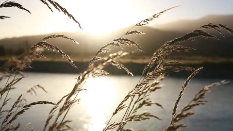 Nature video with calm music/relaxing nature video/calm video