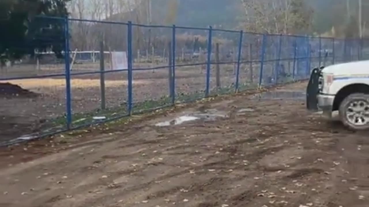 💔 Injured Hen & Loyal Rooster — 35 Years Together (Eyewitness Footage)