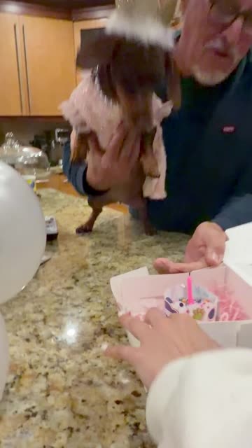 Diva Dachshund Doesn't Want to Get Older