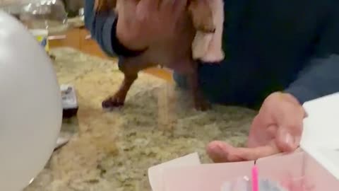 Diva Dachshund Doesn't Want to Get Older