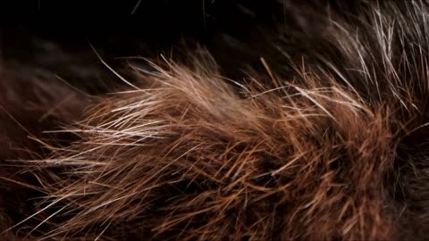 Episode 24 - Burdock: A Safe Blood Cleanser