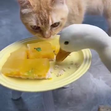 @Funny A worthy opponent for Cat 🤗🪿