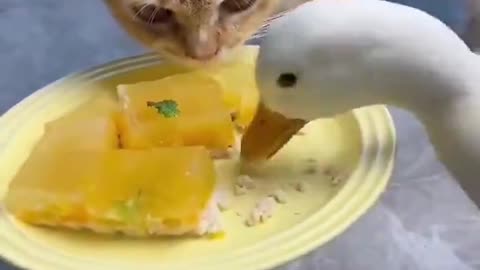 @Funny A worthy opponent for Cat 🤗🪿
