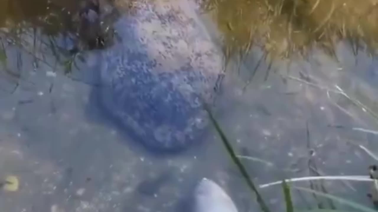 Giant Chinese Salamander eats fish fed to him