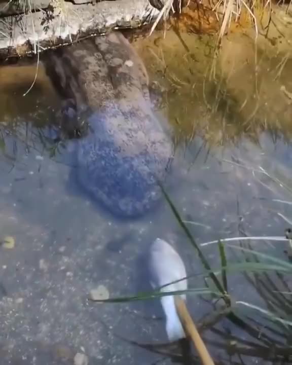 Giant Chinese Salamander eats fish fed to him