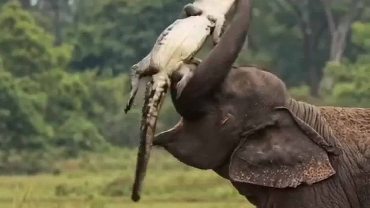 Elephant and crocodile