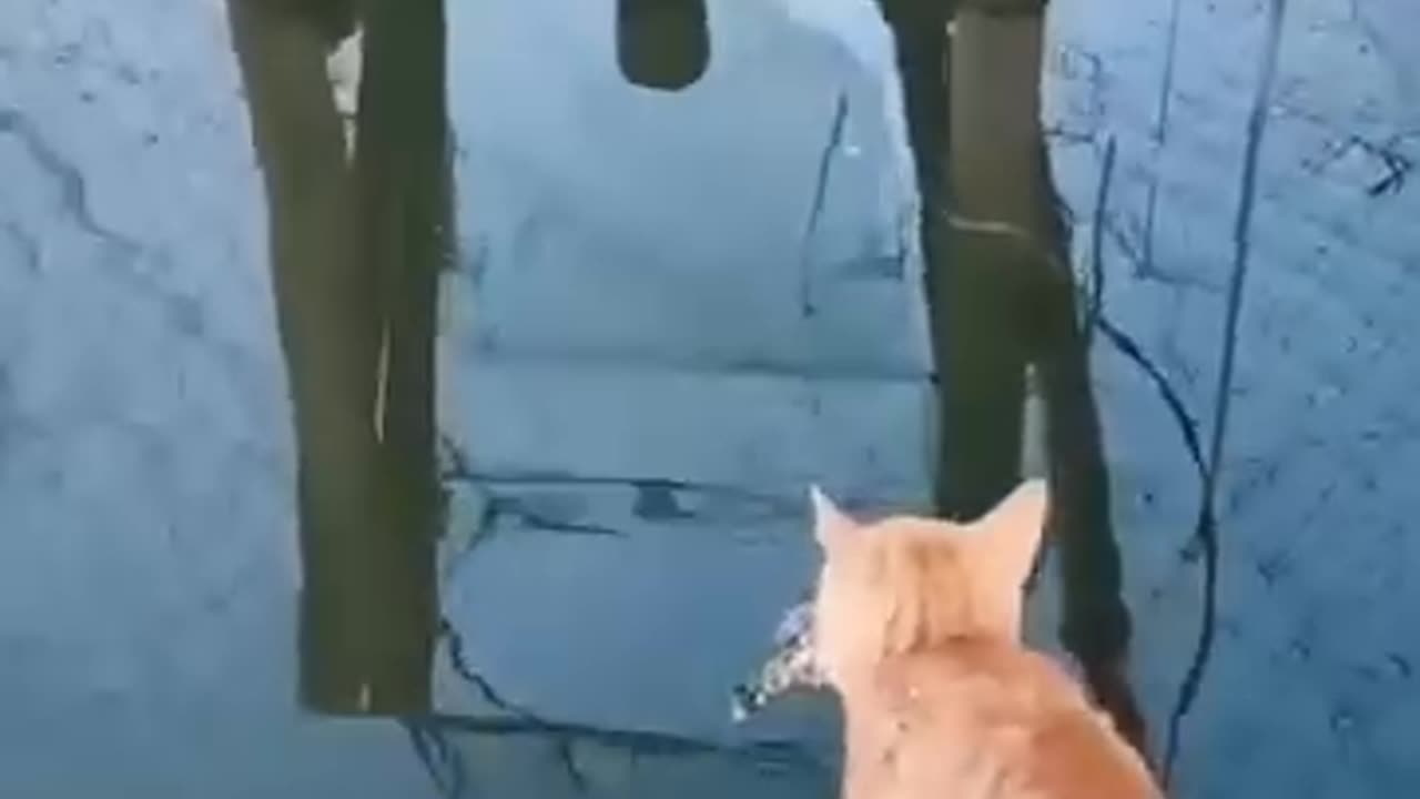 Smart Cats