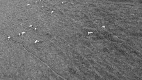 Excado Yolo Chillhop Journey