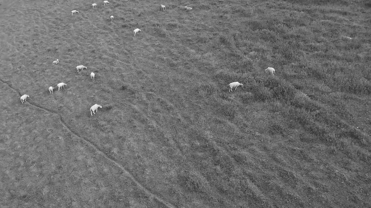 Excado Yolo Chillhop Journey