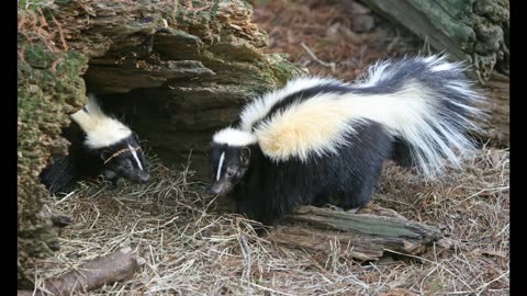 Lord Winter - Skunk
