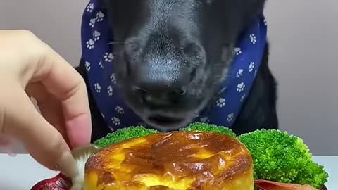 Do you value a trusting relationship with your dog?