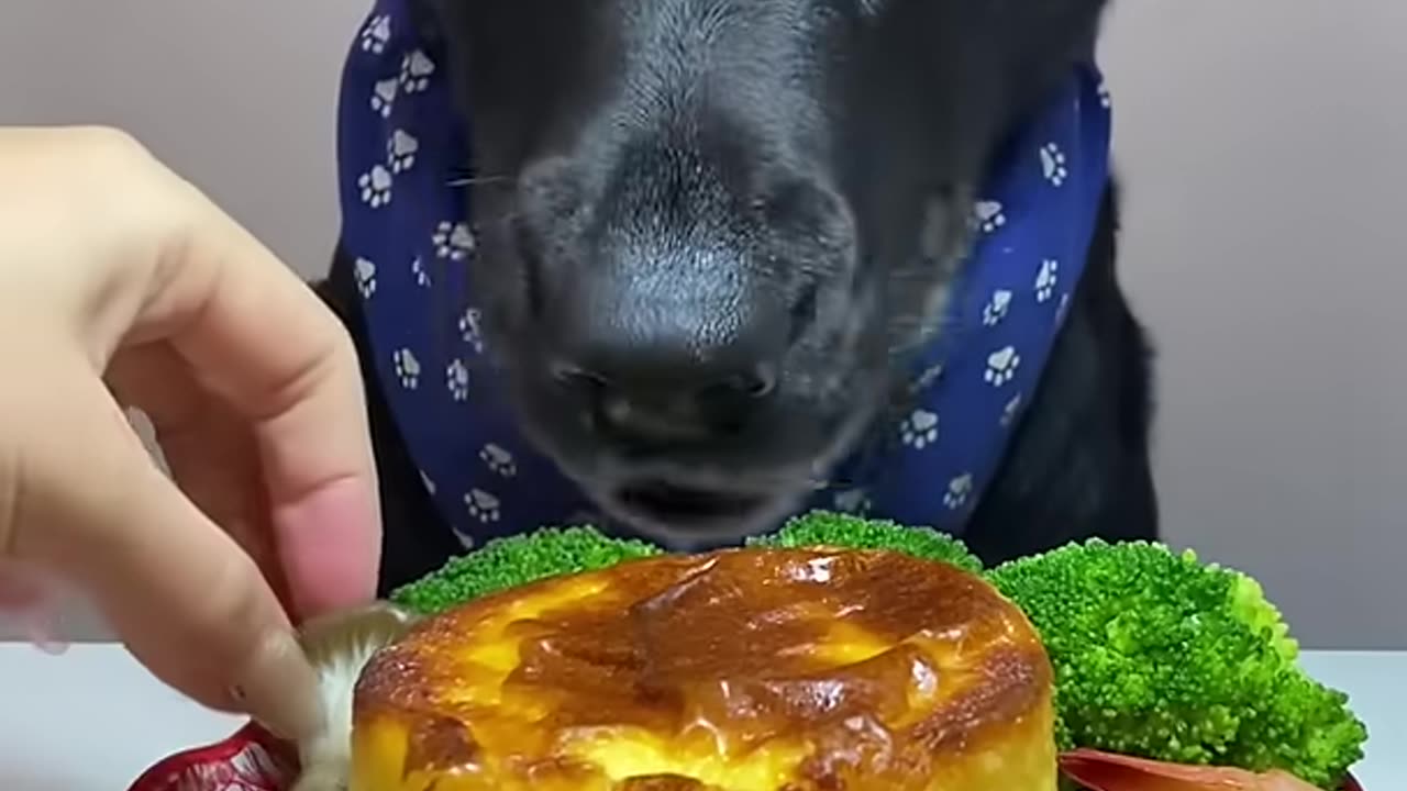 Do you value a trusting relationship with your dog?