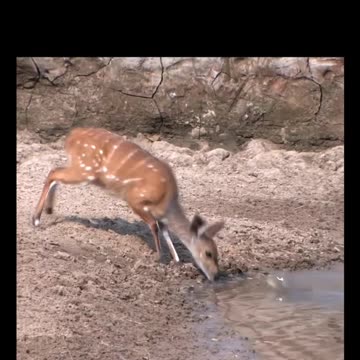 😂🔥 Comedy Fun Awaits | LOL with Hilarious Meme Shorts!