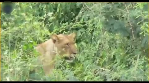 Hunting wildlife animals#
