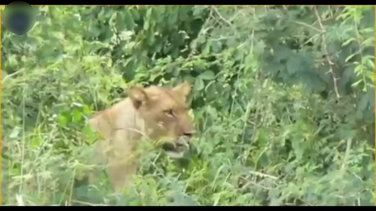 Hunting wildlife animals#