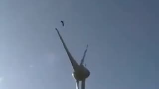 A windmill brutally injures an eagle