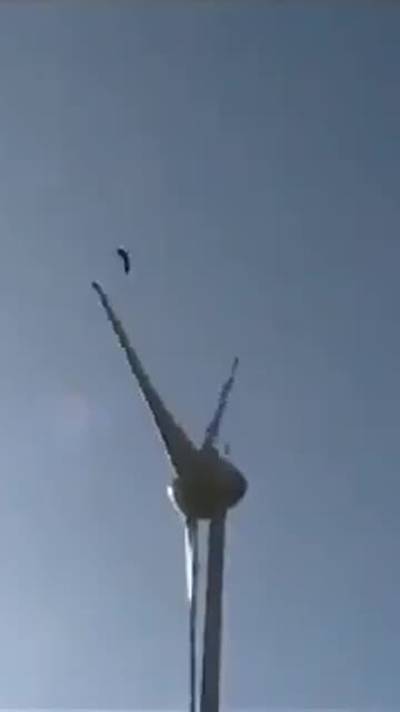 A windmill brutally injures an eagle