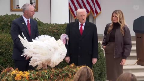Trump pardons Gobble the turkey for Thanksgiving.