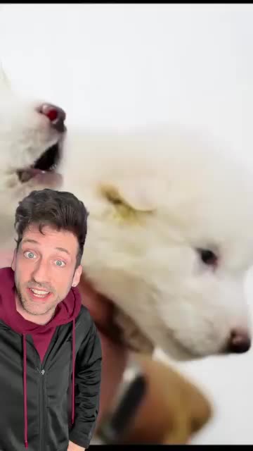 Meet the Dire Wolf 👀