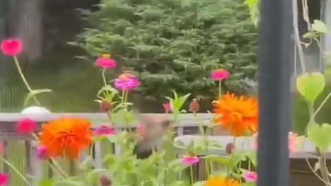 Rescue of a hummingbird