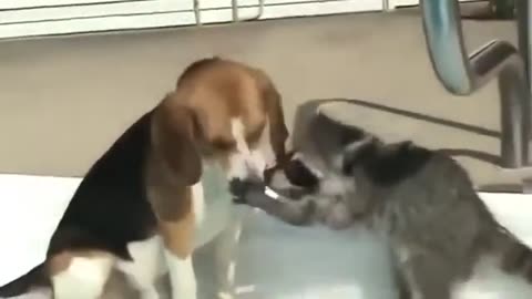 cats being silly