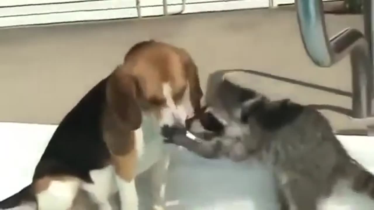 cats being silly