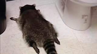Raccoon gets wasted in liquor store