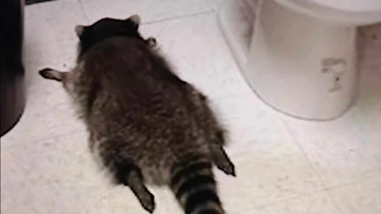 Raccoon gets wasted in liquor store