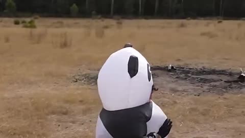 If animals could do parkour
