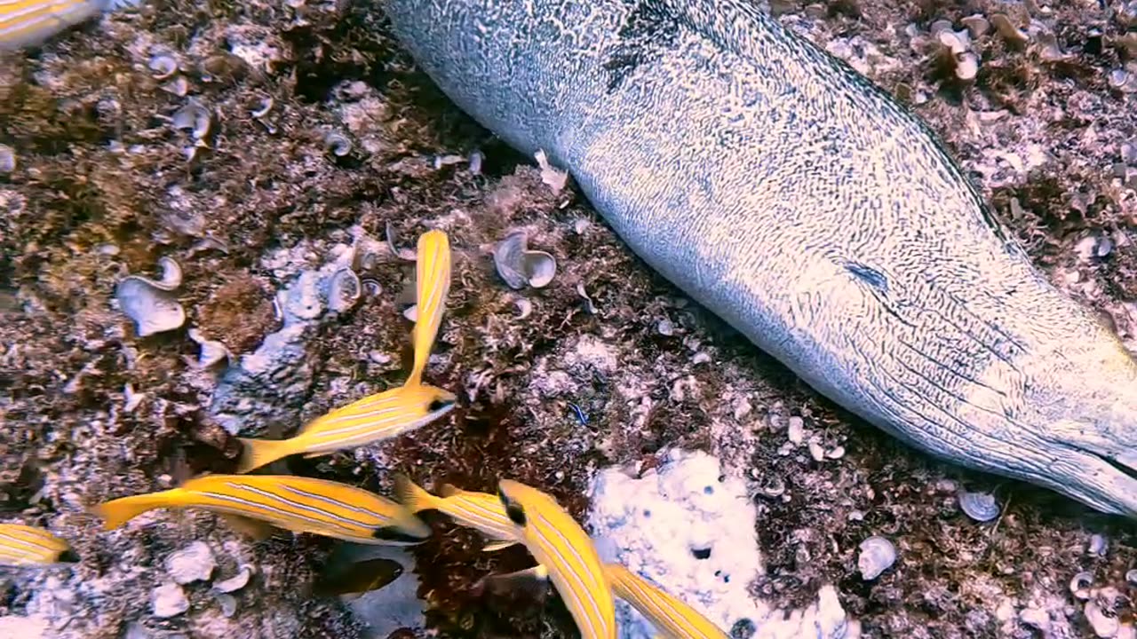 Moray Eels Mourns the Loss of a Mate