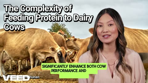 The Complexity of Feeding Protein to Dairy Cows:Unlocking the Secret to Optimal Nutrition