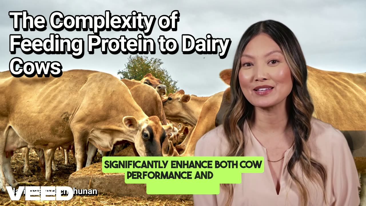 The Complexity of Feeding Protein to Dairy Cows:Unlocking the Secret to Optimal Nutrition