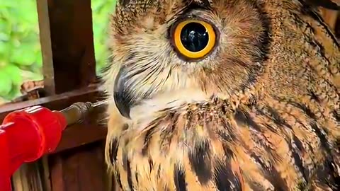 Funny owl.