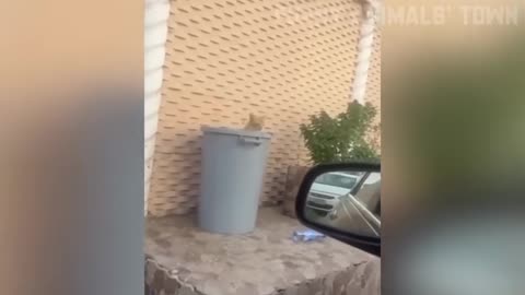 Funniest Cats and Dogs 🐶🐱 _ Funny Animal Videos #35