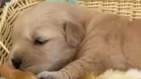 （Click to watch the full version）Golden retriever puppy loves ducklings.Cute and funny