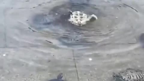 Let's all save the turtles