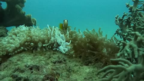 Scuba diving Great Barrier Reef off Cairns. Part 2
