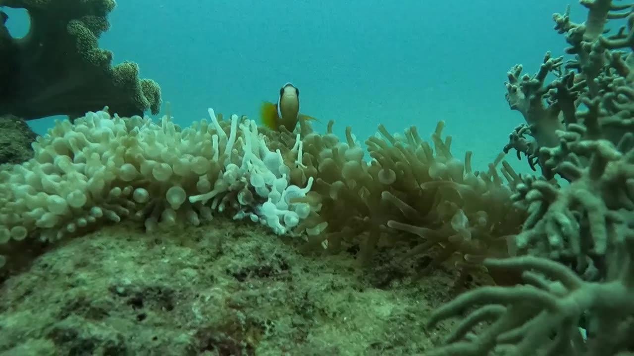 Scuba diving Great Barrier Reef off Cairns. Part 2