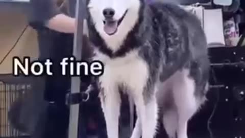 Funny Husky say English