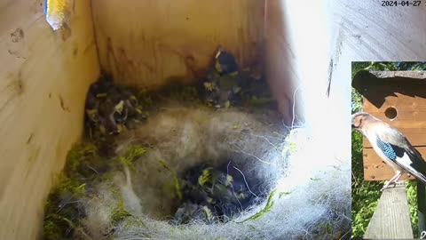 A jay is trying to get into a tit's nesting box